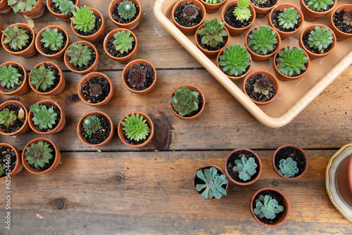 Succulents in tiny pots on a picnic table