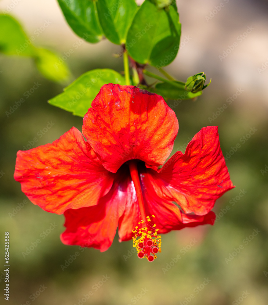 Red flowers on plants in nature Red flowers on plants in nature