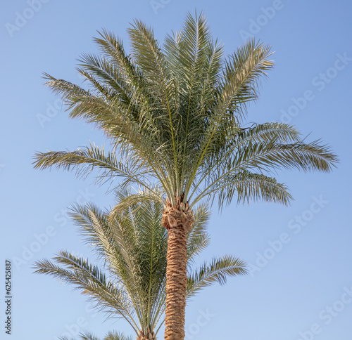 Palm tree against the blue sky.