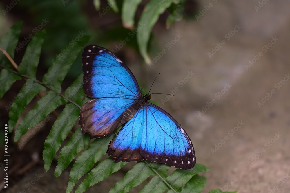 Blue morpho (morpho peleides) on green nature background. Blue morpho (morpho peleides) on green nature background.