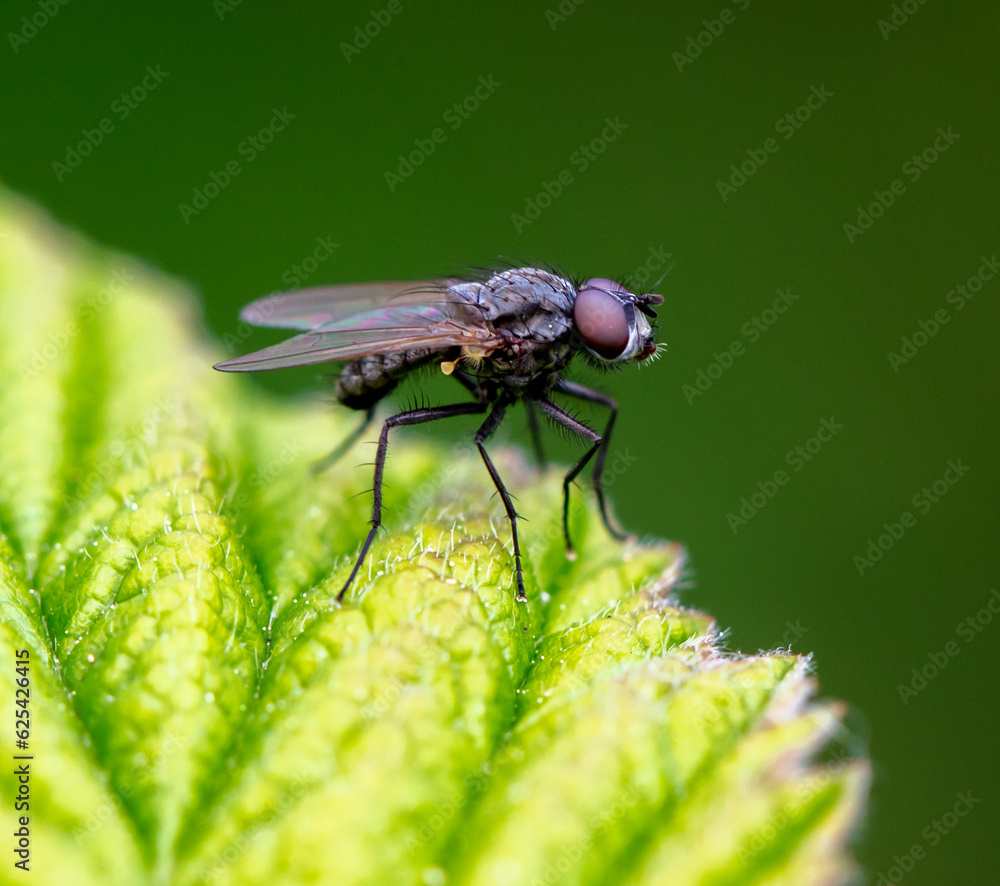 Portrait of a fly on a green leaf. Macro Portrait of a fly on a green leaf. Macro