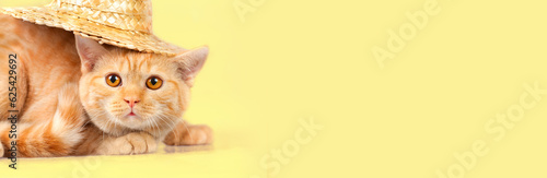 Cute red kitten wearing a straw hat. Summertime concept. Horizontal banner