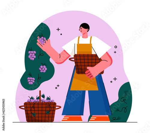 Adult male in apron holding basket, selecting quality berries for making wine. Wine production concept. Wine production industry. Flat vector illustration in cartoon style