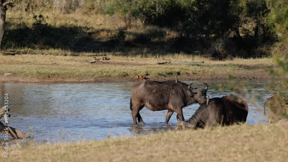 African buffalo walking on water early morning African buffalo walking on water early morning