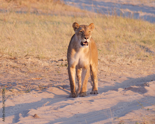 Close-up photo of a lioness walking on the path in the Chobe National Park, Botswana