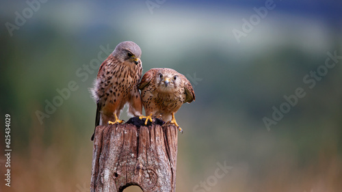 Male and female kestrels squabbling over a mouse photo