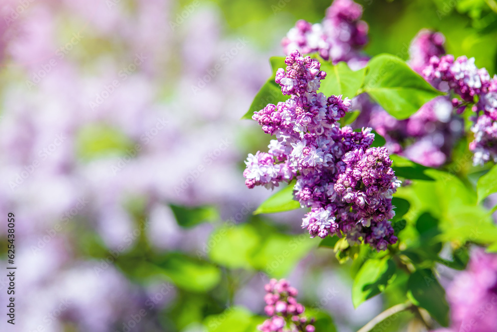Pink lilac blooms in the Botanical garden
Pink lilac blooms in the Botanical garden