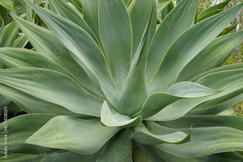 Succulent plants. Beautiful green leaves. Tropics of Madeira.