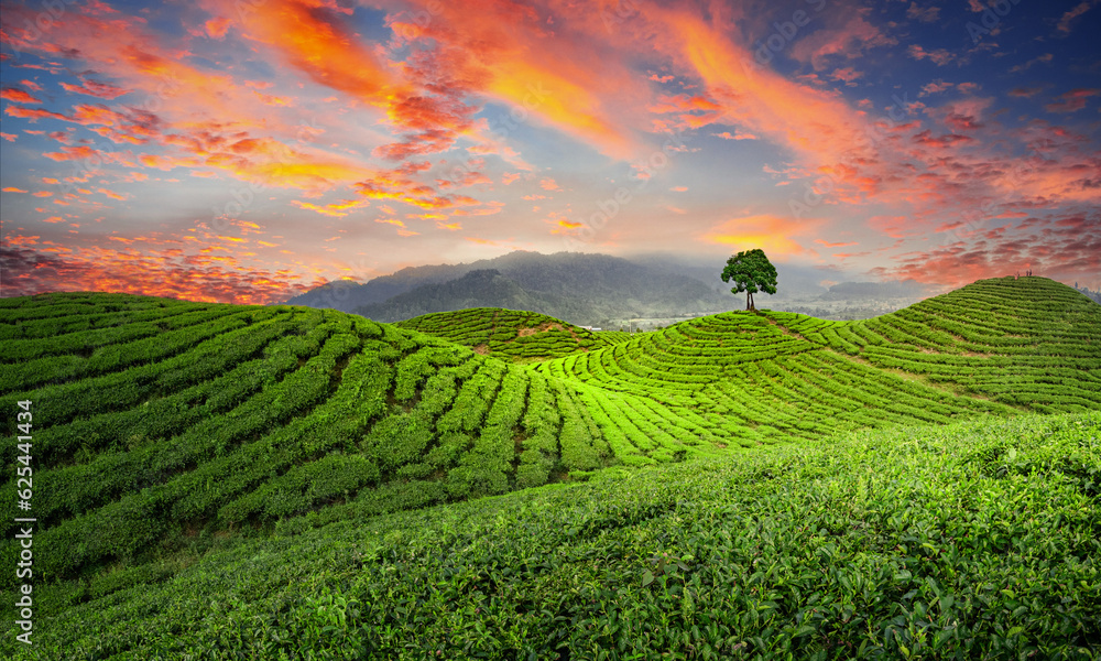 green tea plantations with beautiful sky, small tree and wood cottage