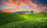green tea plantations with beautiful sky, small tree and wood cottage