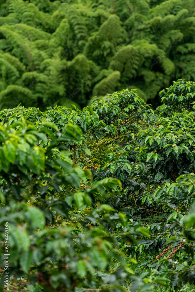 Coffee farm fields in Chinchina, Caldas, Colombia - stock photo Coffee farm fields in Chinchina, Caldas, Colombia - stock photo