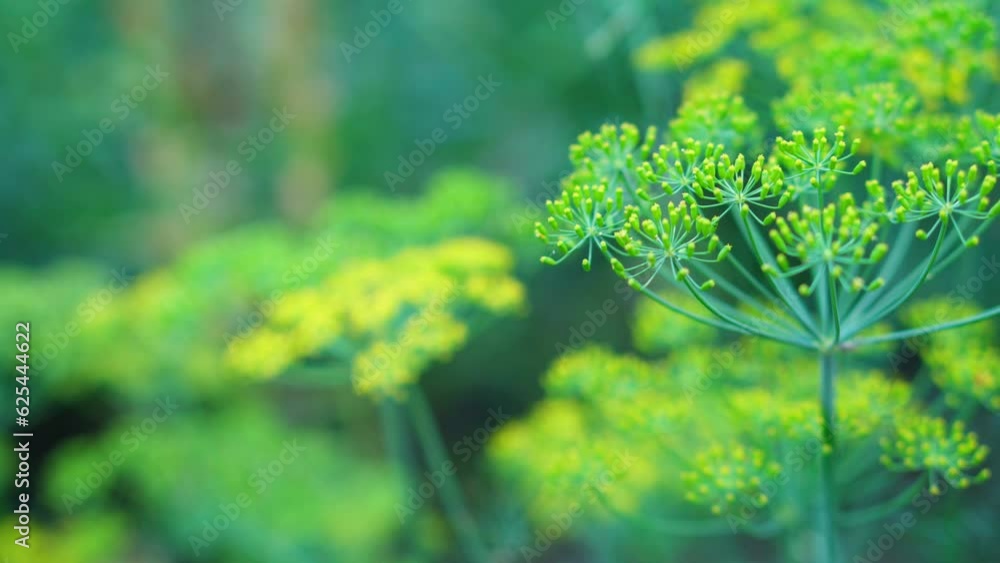 Blooming dill umbels on a garden bed. Close-up. Blooming dill umbels on a garden bed. Close-up.