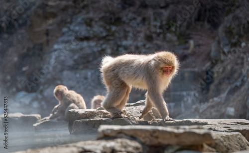 Japanese Macaque monkey walking by the hot spring. Steam drifting around the hot spring. Snow monkey park  Nagano  Japan.