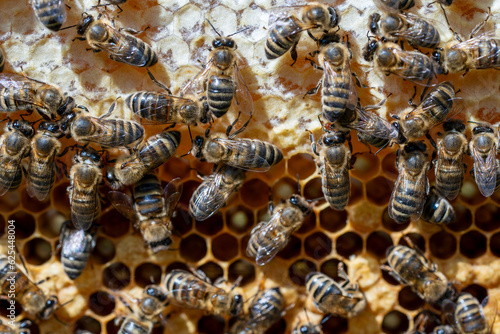 Many working bees on honeycomb, closeup. Colony of bees in apiary. Beekeeping in countryside. Macro shot with in a hive in a honeycomb, wax cells with honey and pollen. Honey in combs