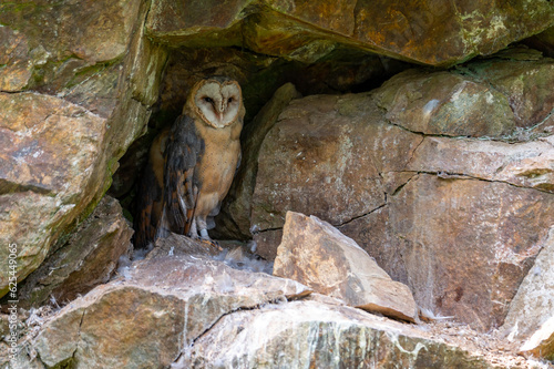 The barn owl (These albums) Bavarian Forest Šumava National Park, Czech Republic, Germany