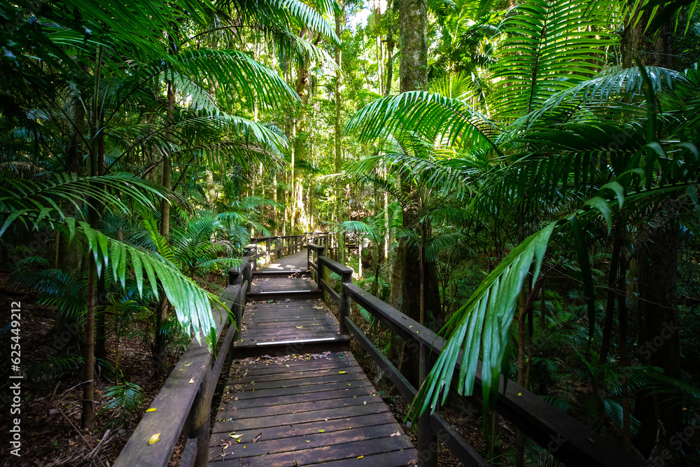 Beautiful unique lush rainforest in D'Aguilar National Park, palms in rainforest. Brisbane, Quensland, Australia	