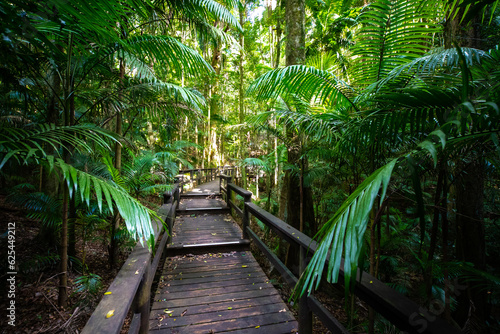 Beautiful unique lush rainforest in D Aguilar National Park  palms in rainforest. Brisbane  Quensland  Australia 