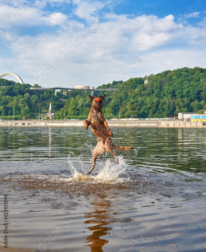 Fototapeta Naklejka Na Ścianę i Meble -  Belgian Shepherd Malinois dog playing and jumping in a river