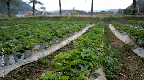 Tropical Organic Farm in Khao Yai, Thailand.