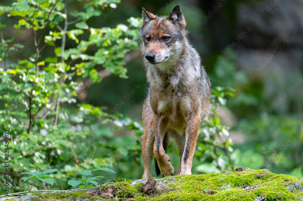 Gray wolf (Canis lupus) National Park Bavarian Forest Šumava, Czech Republic, Germany