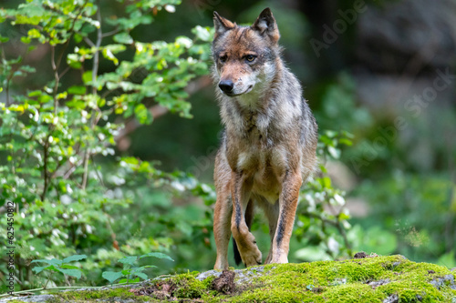 Gray wolf  Canis lupus  National Park Bavarian Forest   umava  Czech Republic  Germany