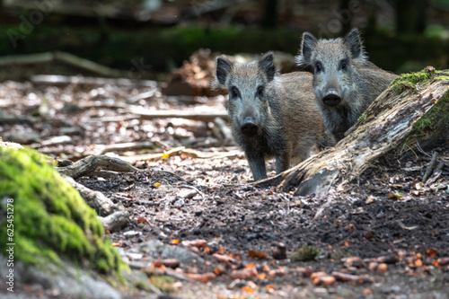 Canvas Print Wild boar (Sus scrofa) National Park Bavarian Forest Šumava, Czech Republic, Ger