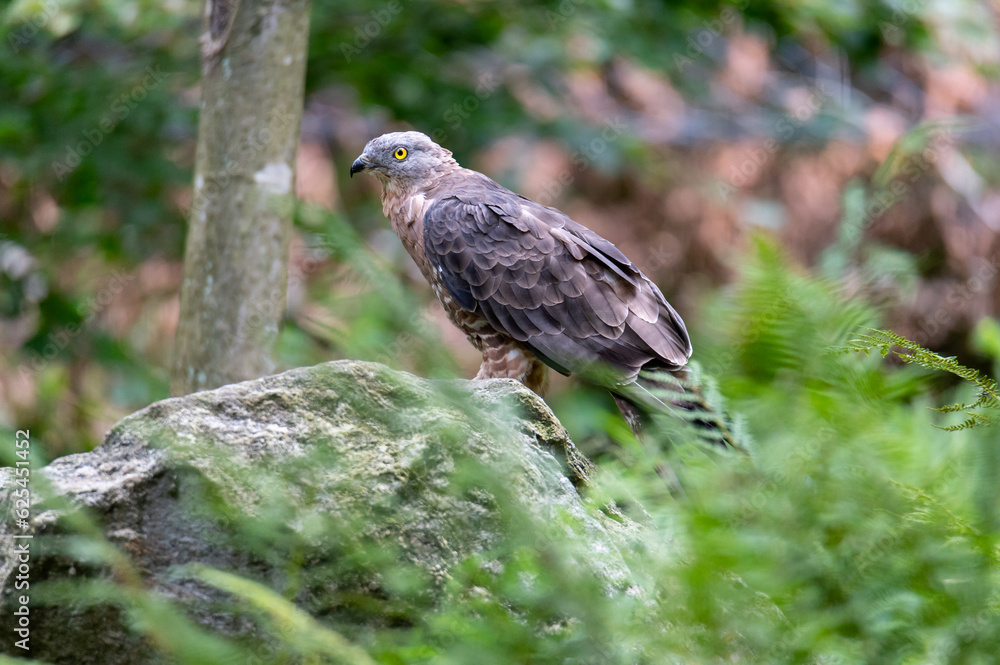 Predator The European honey buzzard (Pernis apivorus National Park Bavarian Forest Šumava, Czech Republic, Germany Predator The European honey buzzard (Pernis apivorus National Park Bavarian Forest Šumava, Czech Republic, Germany