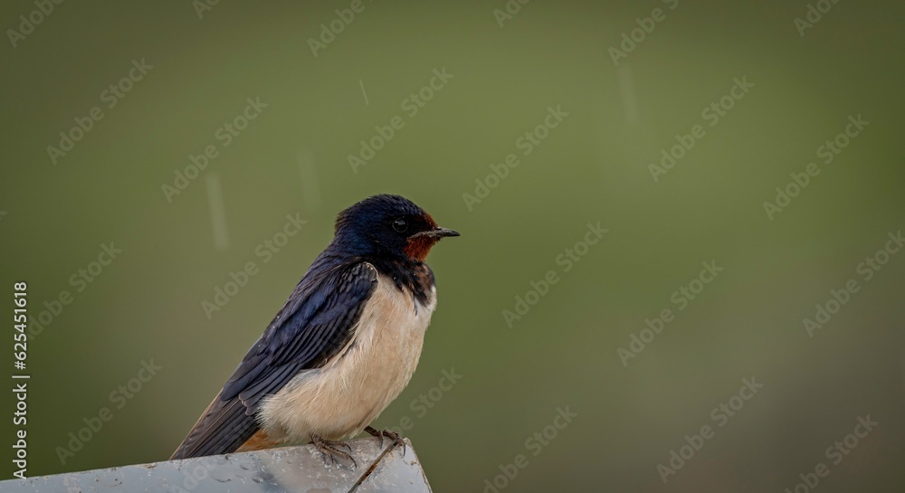 Obraz premium Isolated close up of a beautiful mature single barn swallow bird sitting in the rain- Armenia