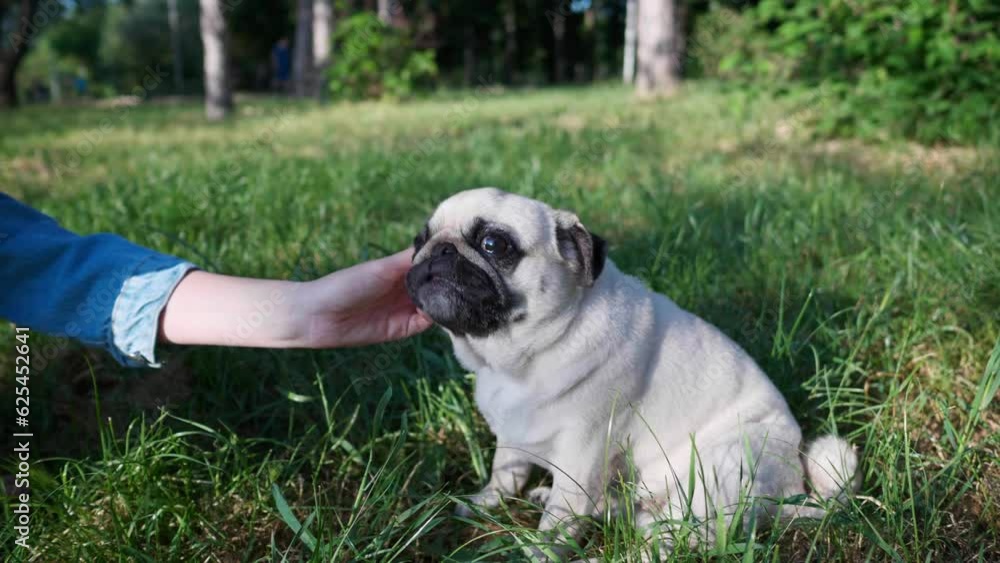 Woman with her cute pug in park on sunny morning, closeup. Camera moving around, slow motion effect Woman with her cute pug in park on sunny morning, closeup. Camera moving around, slow motion effect