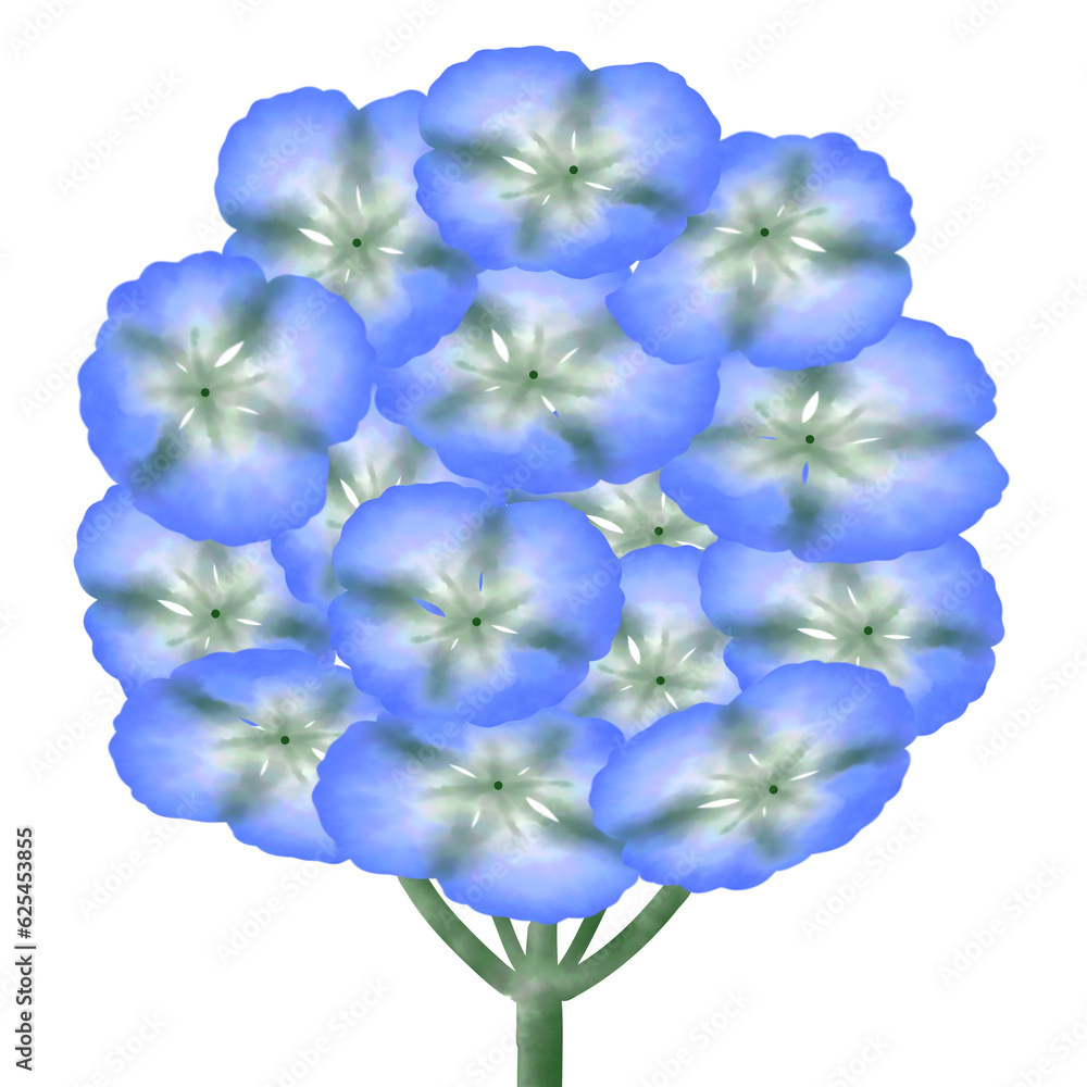 Fototapeta premium hydrangea