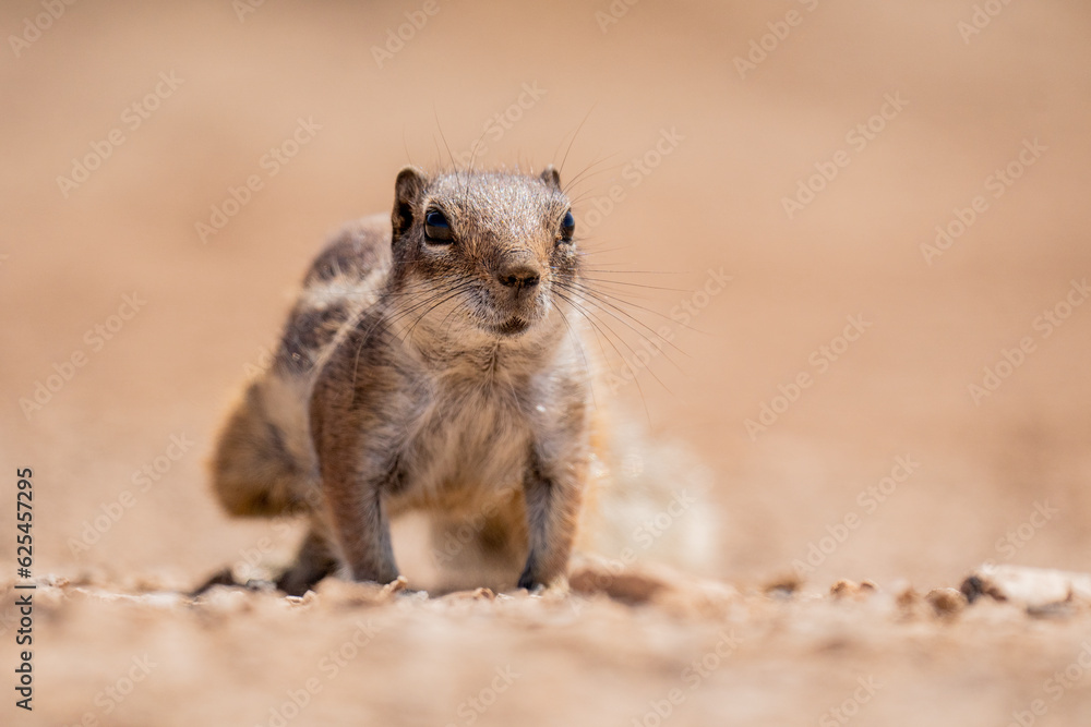 Fototapeta premium meerkat on the ground