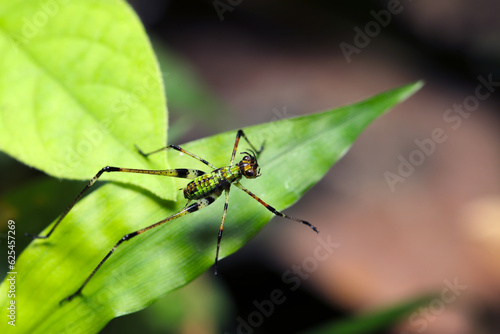 Sickle-bearing Bush Cricket, Ashigurotsuyumusi larvae (Phaneroptera nigroantennata, (Sunny nature close up macro photograph)