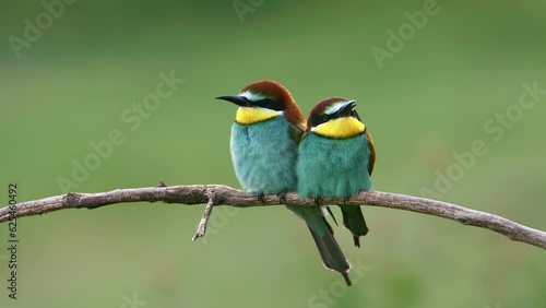 Two cute, colorful European bee-eater birds perched on a branch.