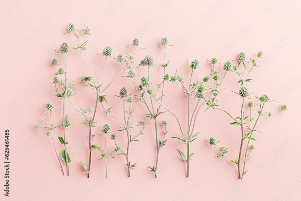 Pattern of natural flowers, minimal botanical style, green prickly Sea holly or eryngo flowering plants on delicate pink background, nature still life, romantic celebration flat lay card Pattern of natural flowers, minimal botanical style, green prickly Sea holly or eryngo flowering plants on delicate pink background, nature still life, romantic celebration flat lay card