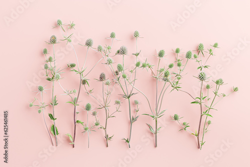 Pattern of natural flowers, minimal botanical style, green prickly Sea holly or eryngo flowering plants on delicate pink background, nature still life, romantic celebration flat lay card
