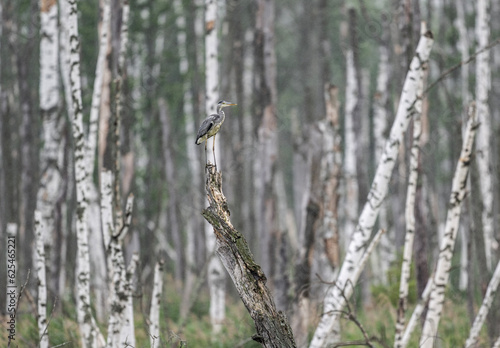 Wallpaper Mural gray crane in a birch forest on a lake in search of food on a summer day Torontodigital.ca
