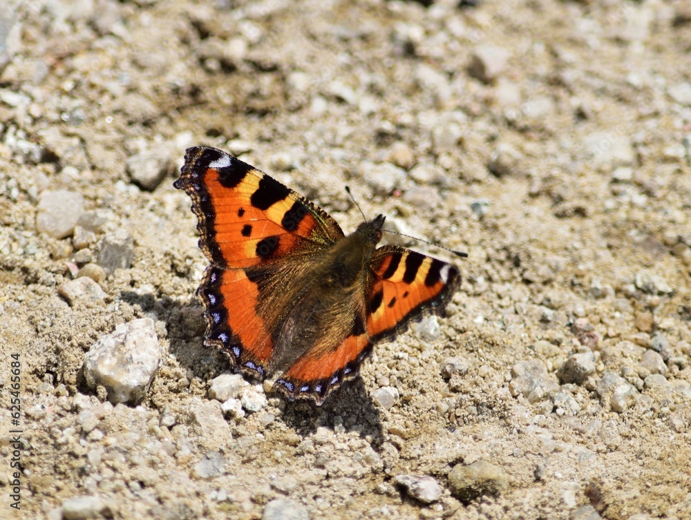 Kleiner Fuchs (Aglais urticae) Schmetterling Kleiner Fuchs (Aglais urticae) Schmetterling