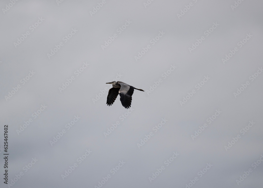 gray heron flies over the lake in search of fish on a cloudy summer day gray heron flies over the lake in search of fish on a cloudy summer day