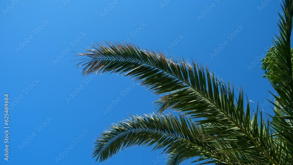 Nature background with palm tree leaves on clear blue sky in sunny day. Copy space on left. Tropical plant with leaves swaying in wind. Travel, tourism, advertisement banner, tropic lifestyle concept. Nature background with palm tree leaves on clear blue sky in sunny day. Copy space on left. Tropical plant with leaves swaying in wind. Travel, tourism, advertisement banner, tropic lifestyle concept.