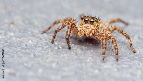Close up a colorful jumping spider on cement floor, Selective focus, macro shot, Thailand