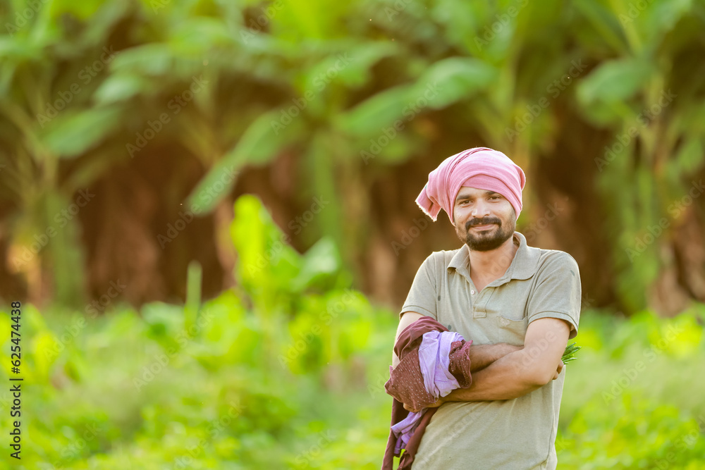 Indian Cwopea farming. farmer holding Cwopea in hands , happy farmer Indian Cwopea farming. farmer holding Cwopea in hands , happy farmer