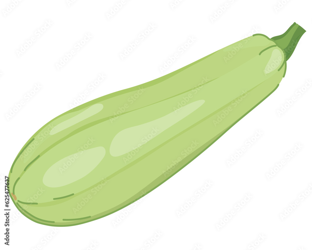 Vector zucchini whole. Squash isolated on white background. Fresh light green vegetable marrow. Oblong, green squash.Harvest courgette organic ingredient. Vector zucchini whole. Squash isolated on white background. Fresh light green vegetable marrow. Oblong, green squash.Harvest courgette organic ingredient.