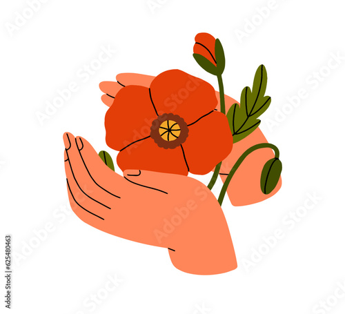 Hands holding flower, red poppy. Blooming blossomed floral plant, remembrance memorial symbol. Gentle delicate field flora petals, bud. Flat vector illustration isolated on white background