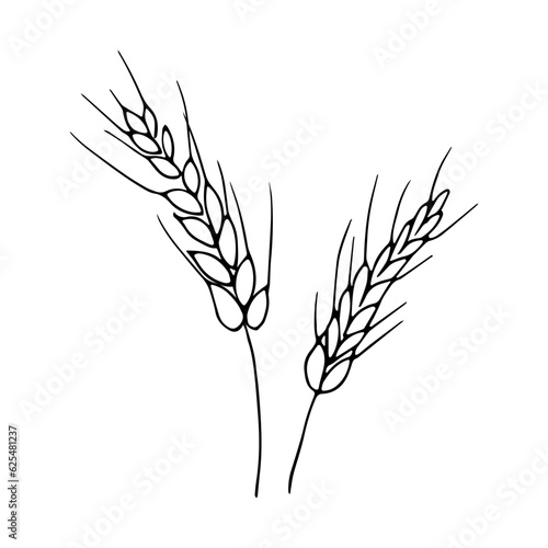 Ear of wheat in hand drawn style for autumn decoration.