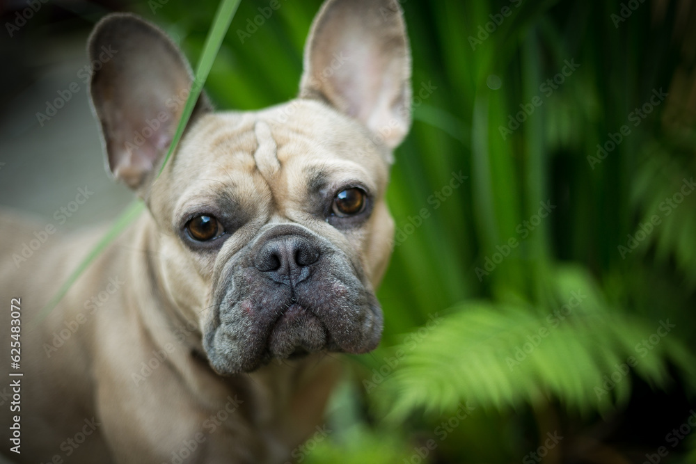 Portrait of a cute french bulldog in the garden