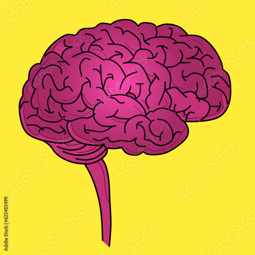 brain human illustration vector