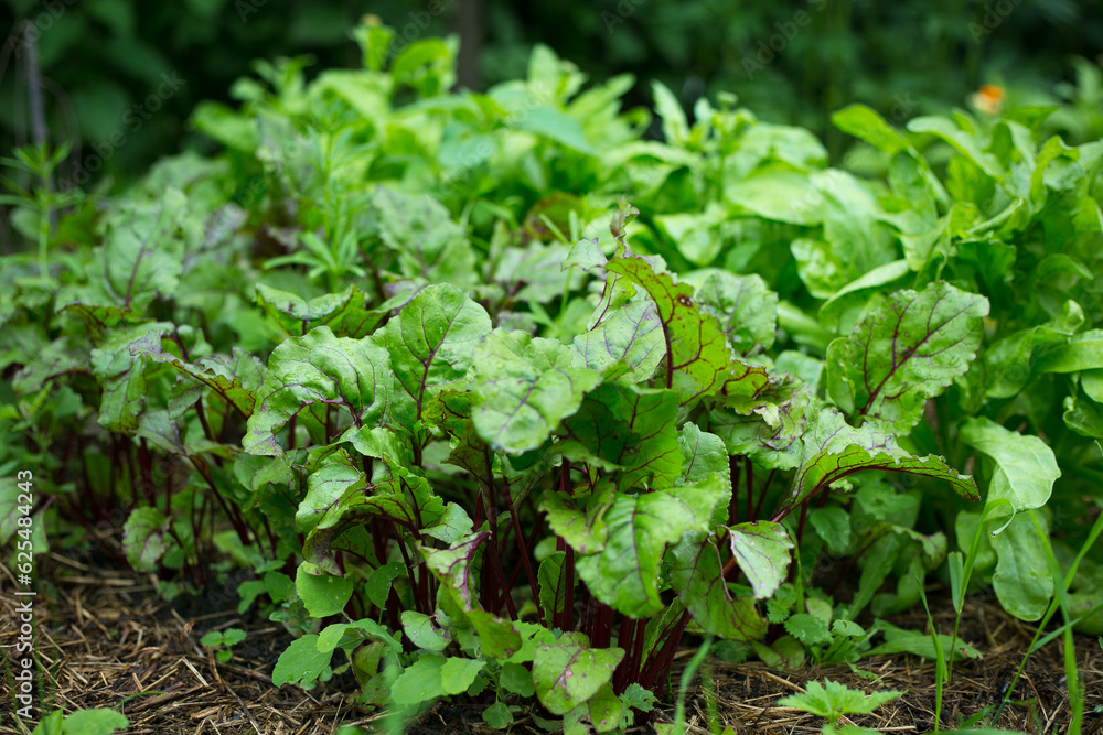 Young green beetroot plans on a path in the vegetable garden Young green beetroot plans on a path in the vegetable garden