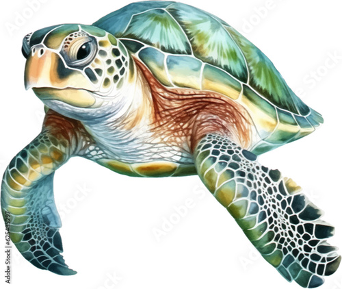 Big sea turtle watercolor painting, Sea life. watercolor sea turtle isolated on white background