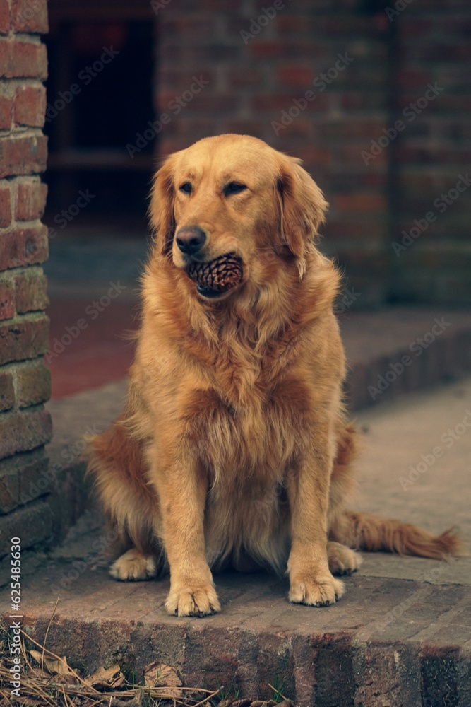 Golden Retriever Stand in front of my yard Golden Retriever Stand in front of my yard