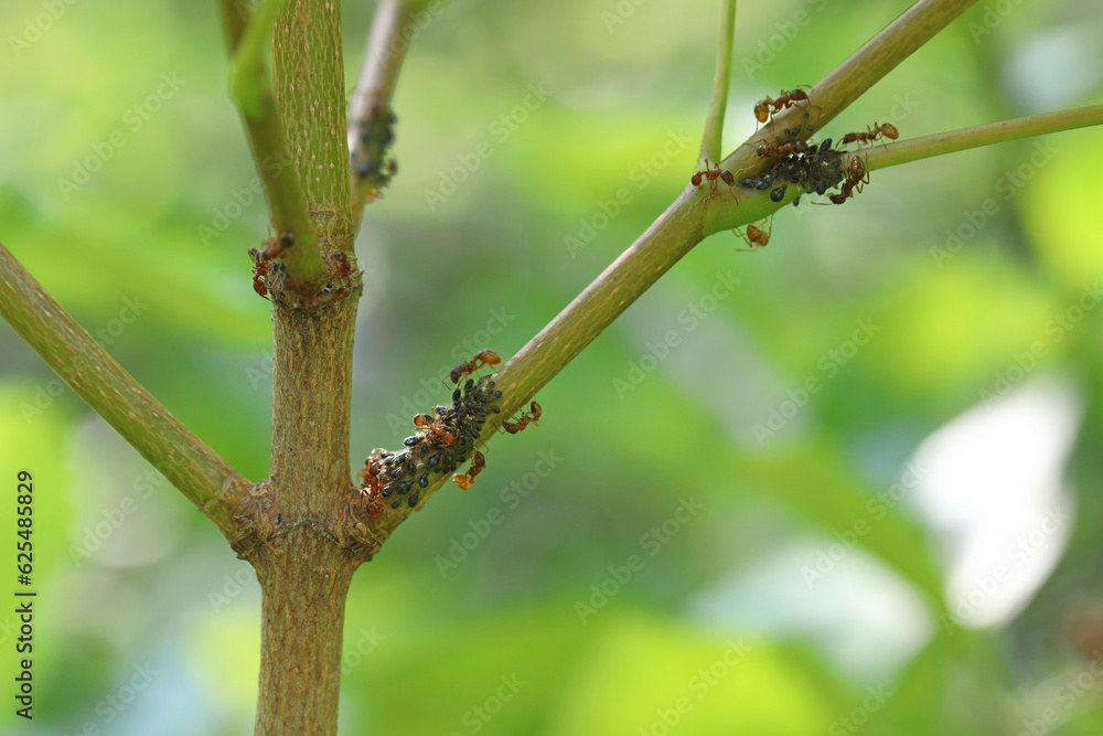 Red ants tending to aphids on a maple shoot.